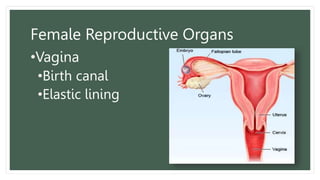 Female Reproductive Organs
•Vagina
•Birth canal
•Elastic lining
 