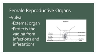 Female Reproductive Organs
•Vulva
•External organ
•Protects the
vagina from
infections and
infestations
 