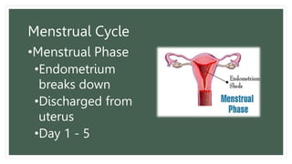 Menstrual Cycle
•Menstrual Phase
•Endometrium
breaks down
•Discharged from
uterus
•Day 1 - 5
 