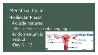 Menstrual Cycle
•Follicular Phase
•Follicle matures
•Follicle = sacs containing eggs
•Endometrium is
rebuilt
•Day 6 - 13
 