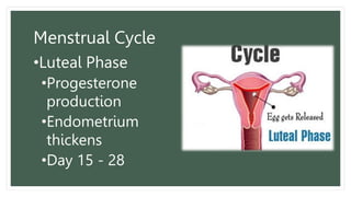 Menstrual Cycle
•Luteal Phase
•Progesterone
production
•Endometrium
thickens
•Day 15 - 28
 
