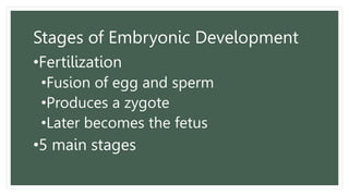 Stages of Embryonic Development
•Fertilization
•Fusion of egg and sperm
•Produces a zygote
•Later becomes the fetus
•5 main stages
 