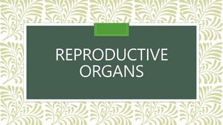 REPRODUCTIVE
ORGANS
 