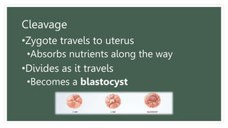 Cleavage
•Zygote travels to uterus
•Absorbs nutrients along the way
•Divides as it travels
•Becomes a blastocyst
 