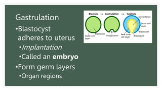 Gastrulation
•Blastocyst
adheres to uterus
•Implantation
•Called an embryo
•Form germ layers
•Organ regions
 