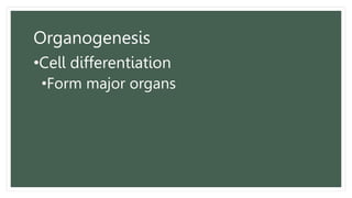 Organogenesis
•Cell differentiation
•Form major organs
 
