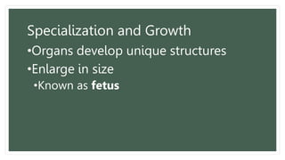 Specialization and Growth
•Organs develop unique structures
•Enlarge in size
•Known as fetus
 