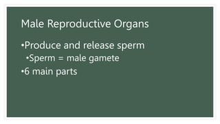 Male Reproductive Organs
•Produce and release sperm
•Sperm = male gamete
•6 main parts
 