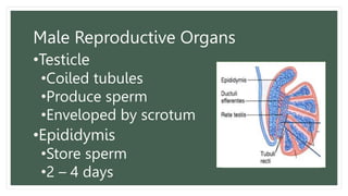 Male Reproductive Organs
•Testicle
•Coiled tubules
•Produce sperm
•Enveloped by scrotum
•Epididymis
•Store sperm
•2 – 4 days
 