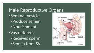 Male Reproductive Organs
•Seminal Vesicle
•Produce semen
•Nourishment
•Vas deferens
•Receives sperm
•Semen from SV
 