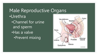 Male Reproductive Organs
•Urethra
•Channel for urine
and sperm
•Has a valve
•Prevent mixing
 