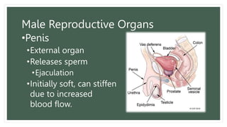 Male Reproductive Organs
•Penis
•External organ
•Releases sperm
•Ejaculation
•Initially soft, can stiffen
due to increased
blood flow.
 