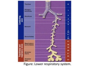 Figure: Lower respiratory system.
 