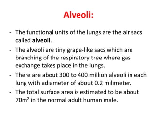 Alveoli:
- The functional units of the lungs are the air sacs
called alveoli.
- The alveoli are tiny grape-like sacs which are
branching of the respiratory tree where gas
exchange takes place in the lungs.
- There are about 300 to 400 million alveoli in each
lung with adiameter of about 0.2 milimeter.
- The total surface area is estimated to be about
70m2 in the normal adult human male.
 