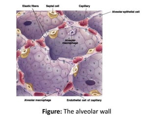 Figure: The alveolar wall
 