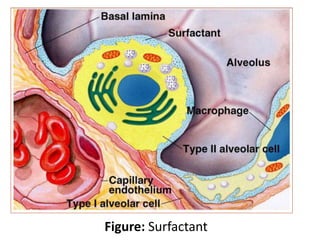 Figure: Surfactant
 