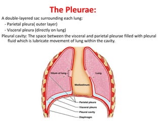 The Pleurae:
A double-layered sac surrounding each lung:
- Parietal pleura( outer layer)
- Visceral pleura (directly on lung)
Pleural cavity: The space between the visceral and parietal pleurae filled with pleural
fluid which is lubricate movement of lung within the cavity.
 