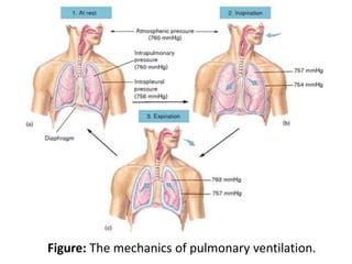 Figure: The mechanics of pulmonary ventilation.
 