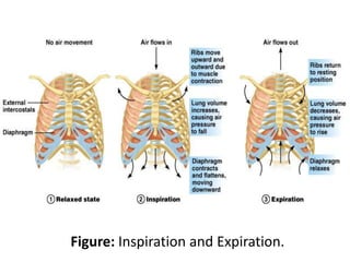 Figure: Inspiration and Expiration.
 
