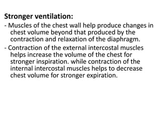 Stronger ventilation:
- Muscles of the chest wall help produce changes in
chest volume beyond that produced by the
contraction and relaxation of the diaphragm.
- Contraction of the external intercostal muscles
helps increase the volume of the chest for
stronger inspiration. while contraction of the
internal intercostal muscles helps to decrease
chest volume for stronger expiration.
 