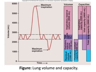 Figure: Lung volume and capacity.
 