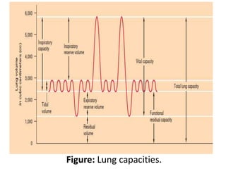 Figure: Lung capacities.
 