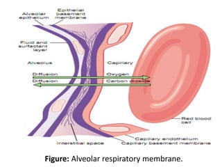 Figure: Alveolar respiratory membrane.
 