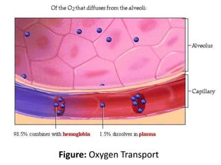 Figure: Oxygen Transport
 
