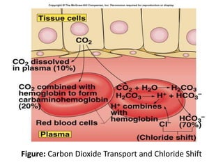 Figure: Carbon Dioxide Transport and Chloride Shift
 