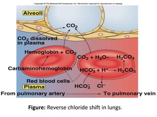 Figure: Reverse chloride shift in lungs.
 