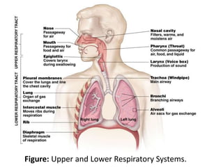 Figure: Upper and Lower Respiratory Systems.
 
