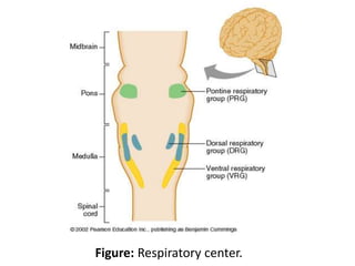 Figure: Respiratory center.
 