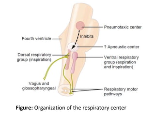 Figure: Organization of the respiratory center
 
