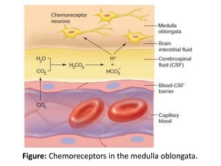 Figure: Chemoreceptors in the medulla oblongata.
 