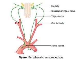 Figure: Peripheral chemoreceptors
 