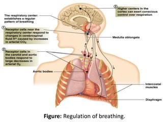 Figure: Regulation of breathing.
 