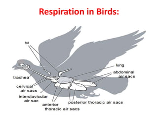 Respiration in Birds:
 