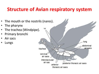 Structure of Avian respiratory system
• The mouth or the nostrils (nares).
• The pharynx
• The trachea (Windpipe).
• Primary bronchi
• Air sacs
• Lungs
 