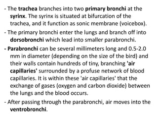 - The trachea branches into two primary bronchi at the
syrinx. The syrinx is situated at bifurcation of the
trachea, and it function as sonic membrane (voicebox).
- The primary bronchi enter the lungs and branch off into
dorsobronchi which lead into smaller parabronchi.
- Parabronchi can be several millimeters long and 0.5-2.0
mm in diameter (depending on the size of the bird) and
their walls contain hundreds of tiny, branching 'air
capillaries' surrounded by a profuse network of blood
capillaries. It is within these 'air capillaries' that the
exchange of gases (oxygen and carbon dioxide) between
the lungs and the blood occurs.
- After passing through the parabronchi, air moves into the
ventrobronchi.
 