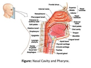 Figure: Nasal Cavity and Pharynx.
 