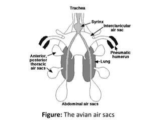 Figure: The avian air sacs
 