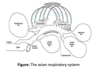 Figure: The avian respiratory system
 