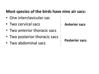 Most species of the birds have nine air sacs:
• One interclavicular sac
• Two cervical sacs
• Two anterior thoracic sacs
• Two posterior thoracic sacs
• Two abdominal sacs
Posterior sacs
Anterior sacs
 