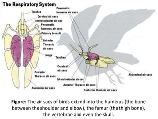 Figure: The air sacs of birds extend into the humerus (the bone
between the shoulder and elbow), the femur (the thigh bone),
the vertebrae and even the skull.
 