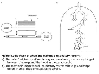 Figure: Comparison of avian and mammals respiratory system:
a). The avian 'unidirectional' respiratory system where gases are exchanged
between the lungs and the blood in the parabronchi.
b). The mammals 'bidirectional ' respiratory system where gas exchange
occurs in small dead-end sacs called alveoli.
 