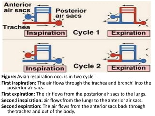 Figure: Avian respiration occurs in two cycle:
First inspiration: The air flows through the trachea and bronchi into the
posterior air sacs.
First expiration: The air flows from the posterior air sacs to the lungs.
Second inspiration: air flows from the lungs to the anterior air sacs.
Second expiration: The air flows from the anterior sacs back through
the trachea and out of the body.
 