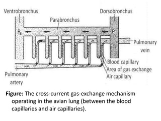 Figure: The cross-current gas-exchange mechanism
operating in the avian lung (between the blood
capillaries and air capillaries).
 
