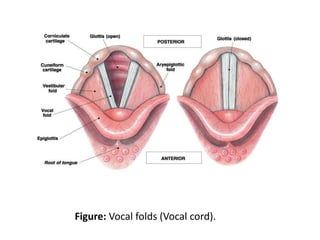 Figure: Vocal folds (Vocal cord).
 