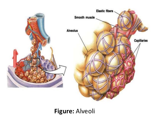 The Grape Like Clusters Of Air Sacs Within The Lungs
