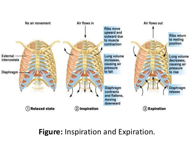 1 respiratory system